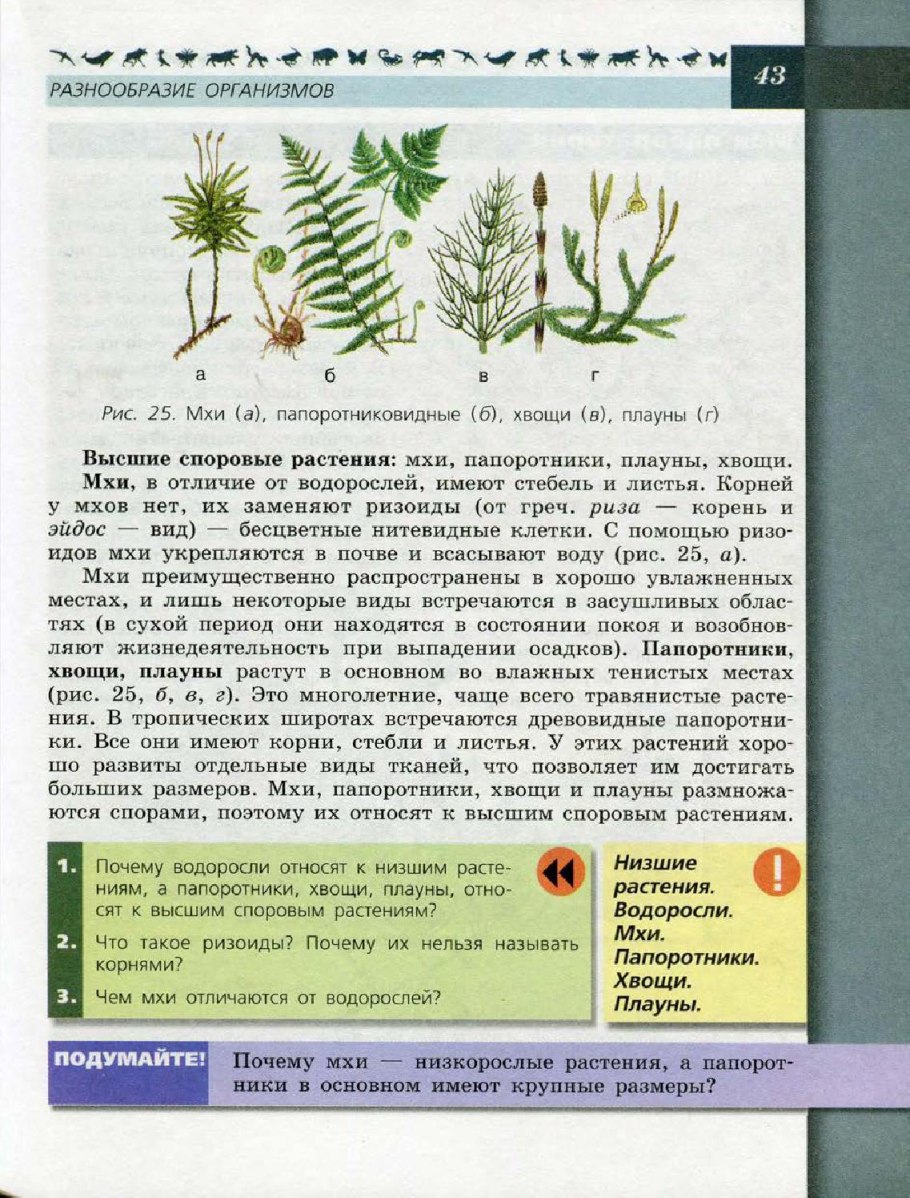 Хвощи и плауны