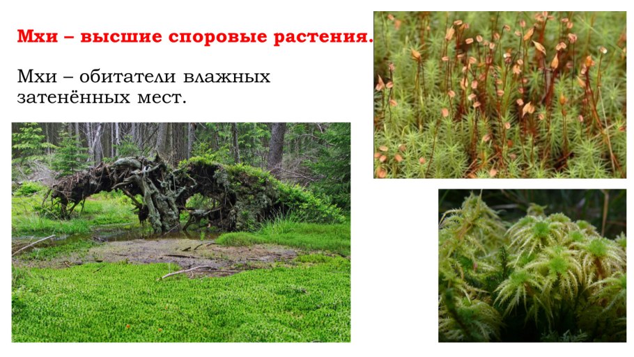 Плауновидные, Моховидные и Папоротниковидные