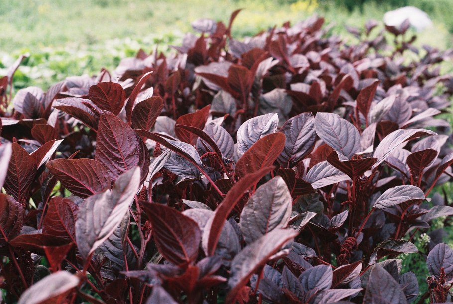 Горец (Persicaria) ред дракон