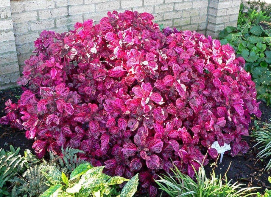 Колеус Блюме красный вельвет