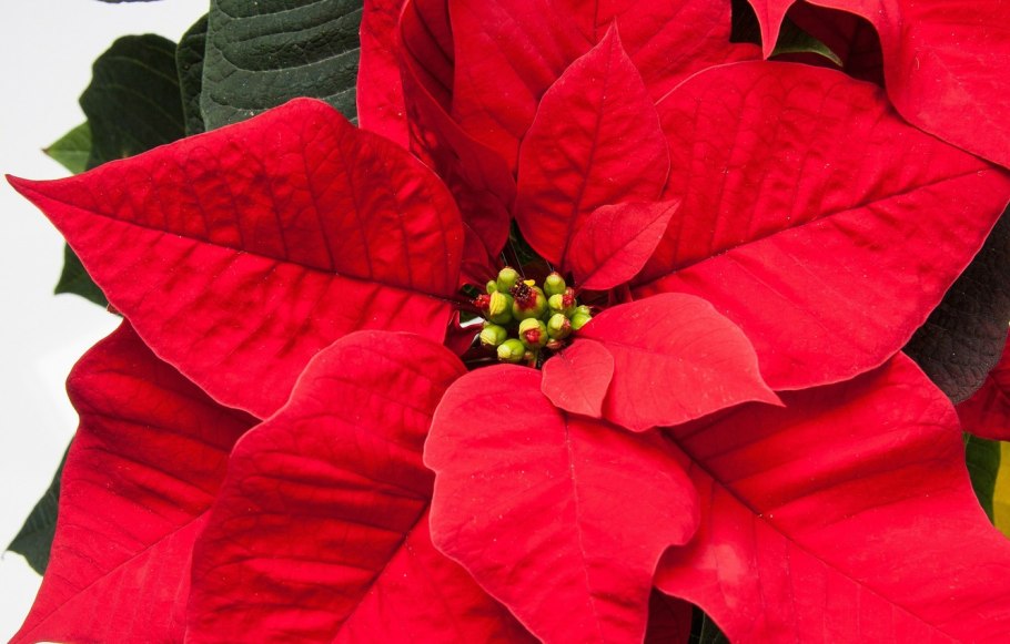 Яблоня Malus Royalty