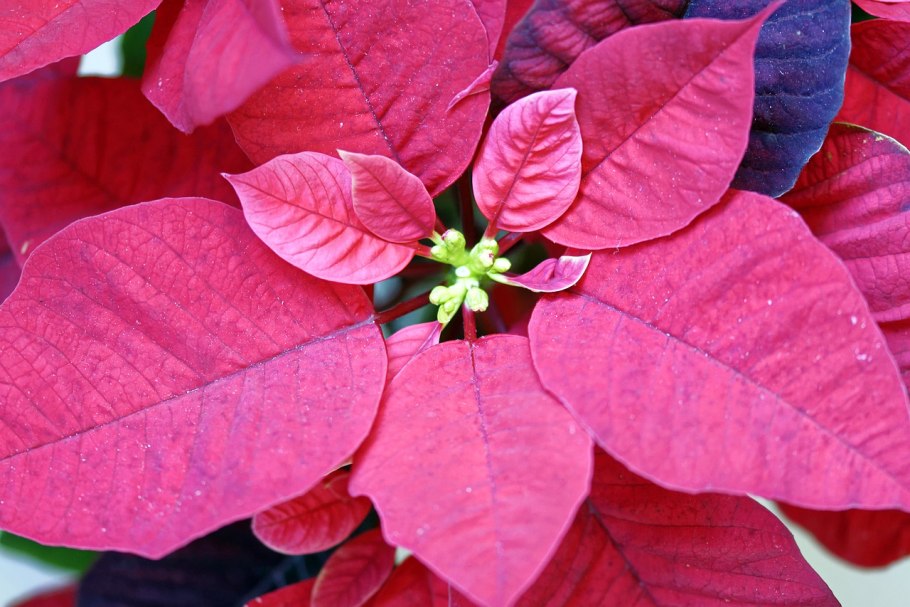 Скумпия Кожевенная Royal Purple