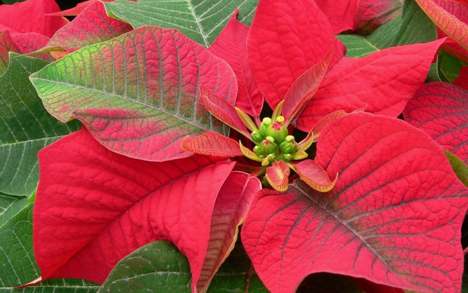 Колеус Ренельта Coleus rehneltianus