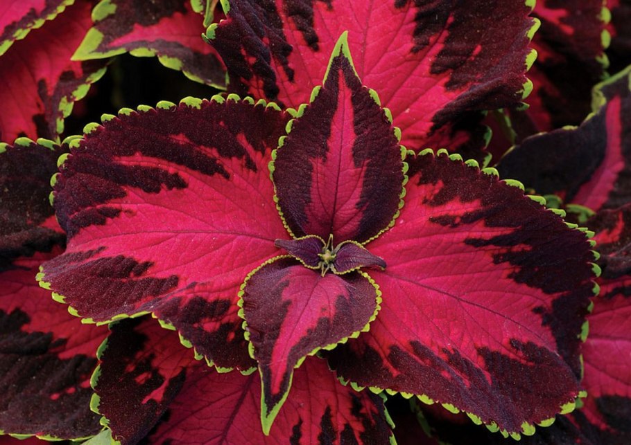 Гейхера карминно-красная