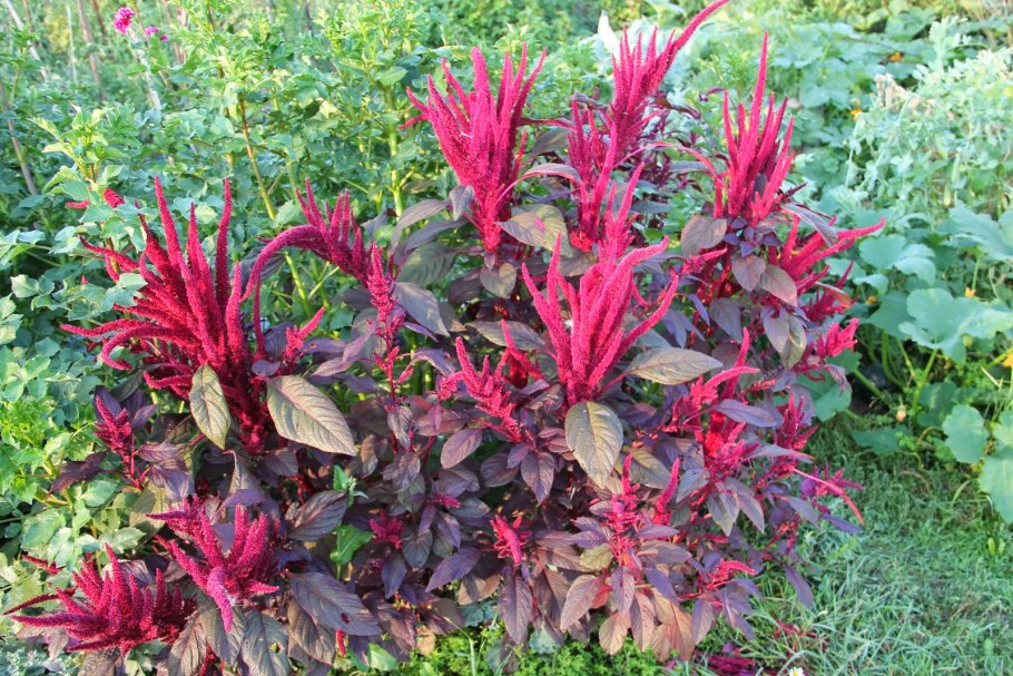 Лещина обыкновенная Пурпуреа