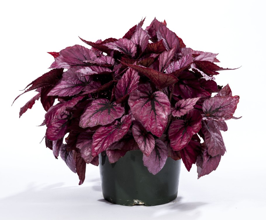 Колеус Вершаффельта