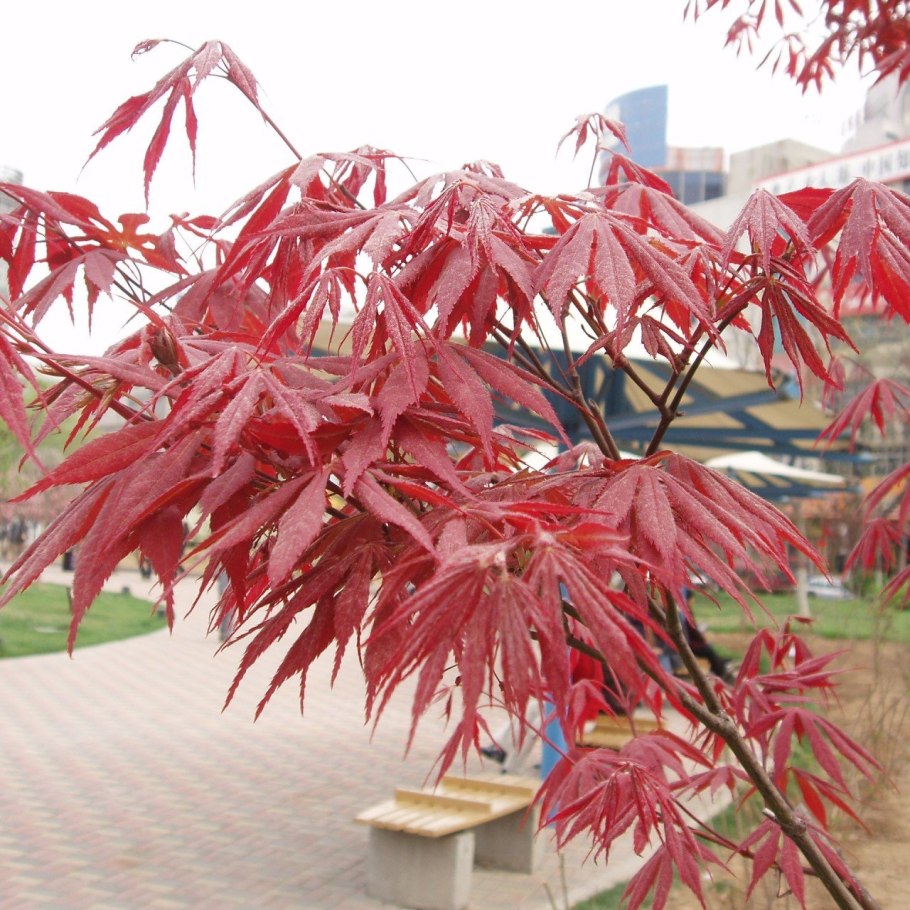 Пуансеттия Euphorbia pulcherrima