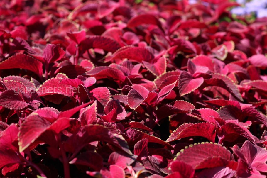 Клен бургунди