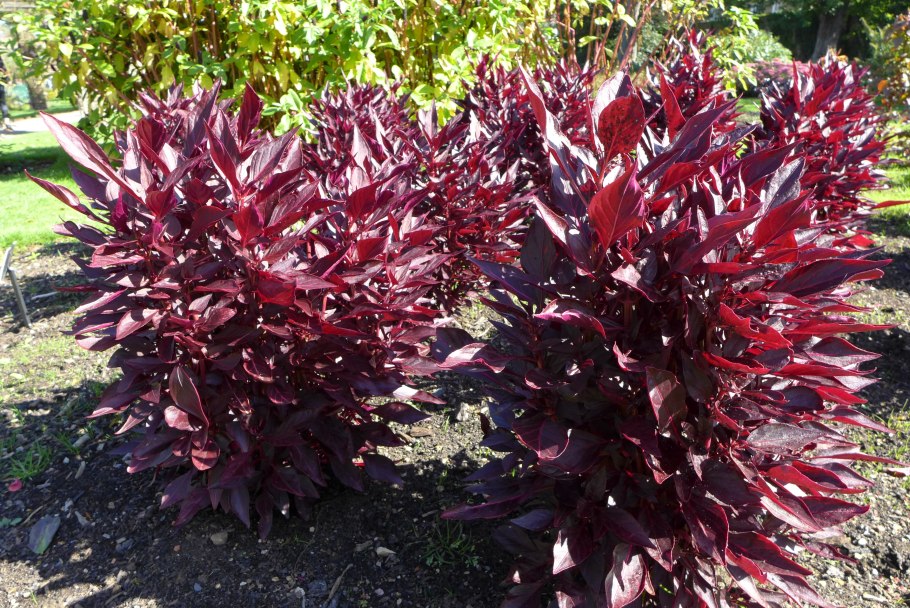 Колеус Блюме ред вельвет