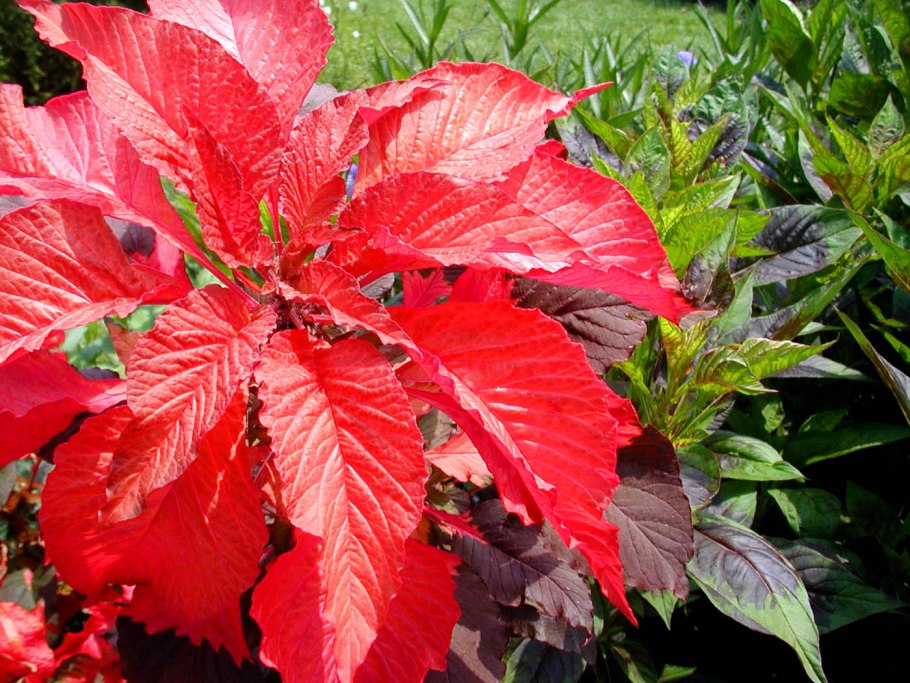 Магония краснолистная