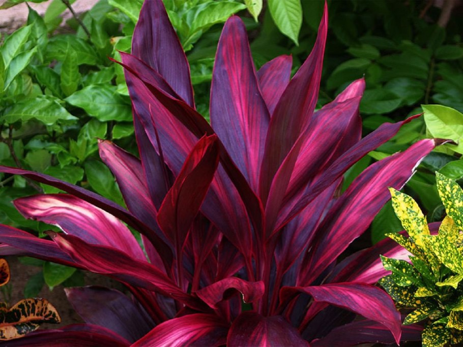 Клен веерный Гарнет