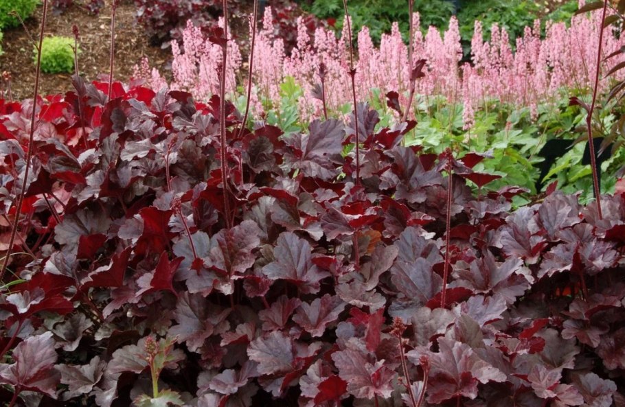 Кустарник листочки с красными прожилками