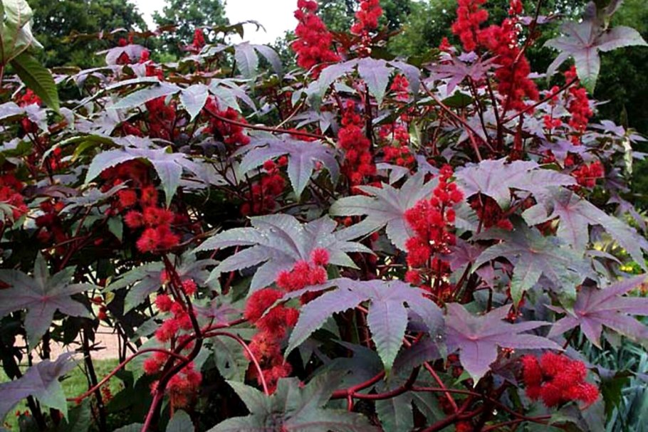 Гинура аурантика