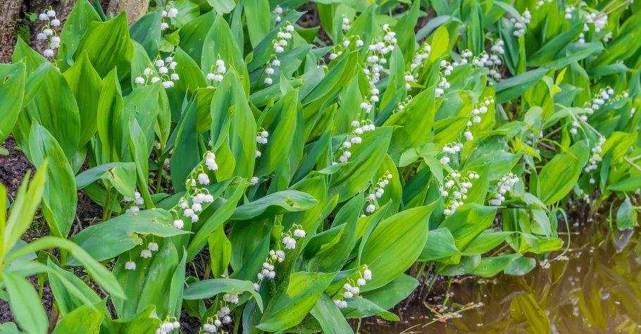 Ландыш Майский Крым