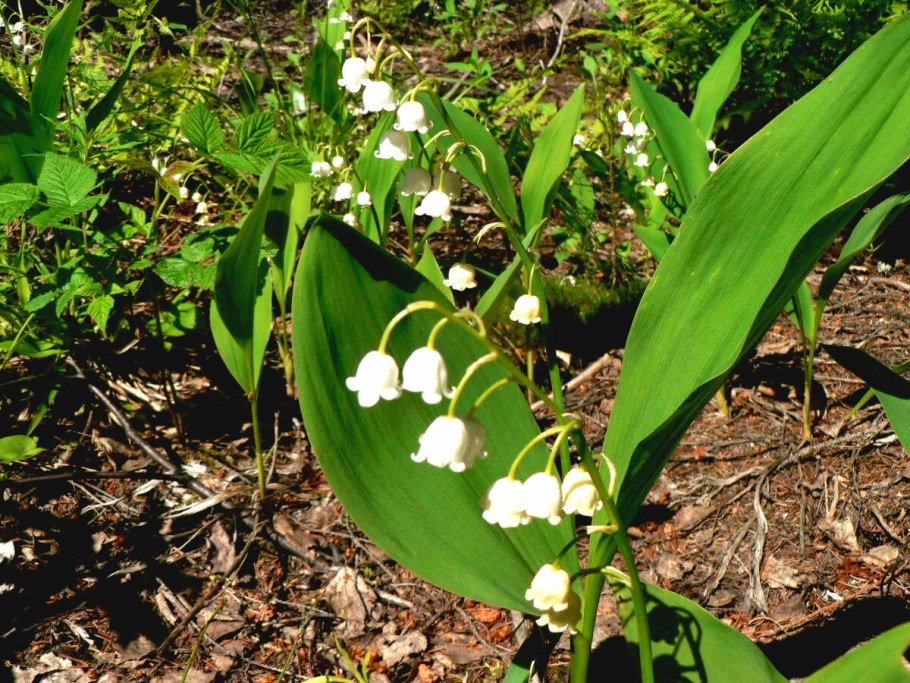 Ландыш сирень Жасмин