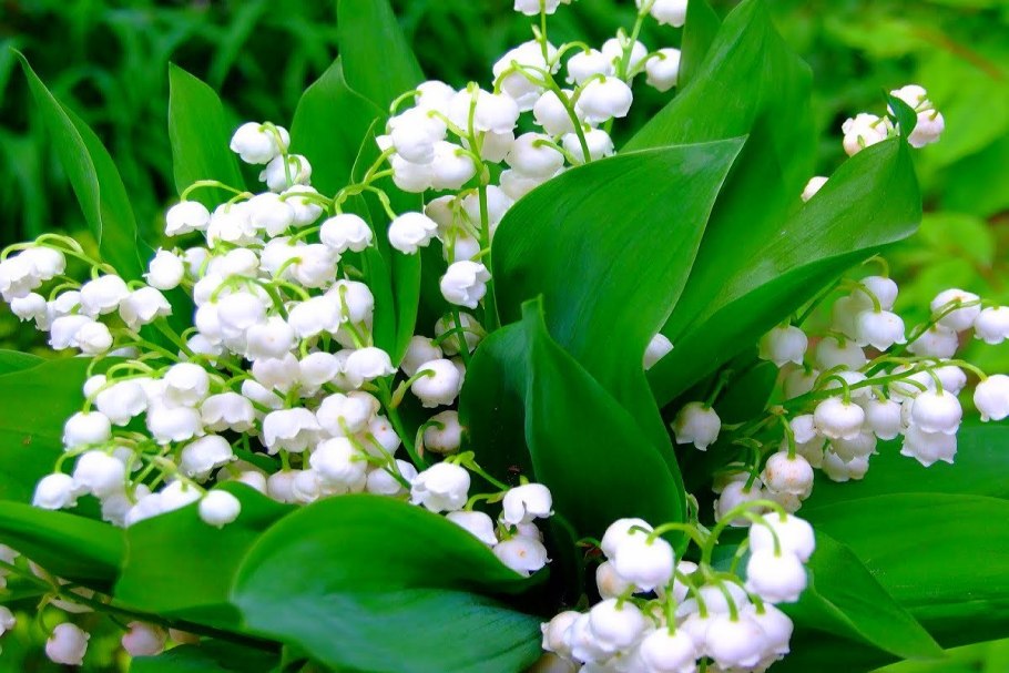 Ландыш Майский цветок