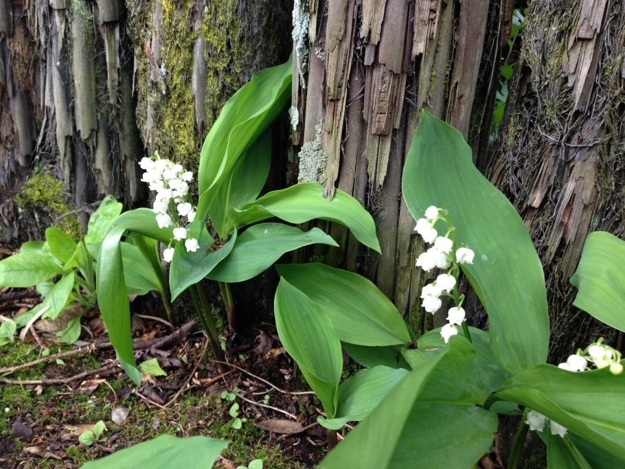 Ландыш Convallaria Majalis