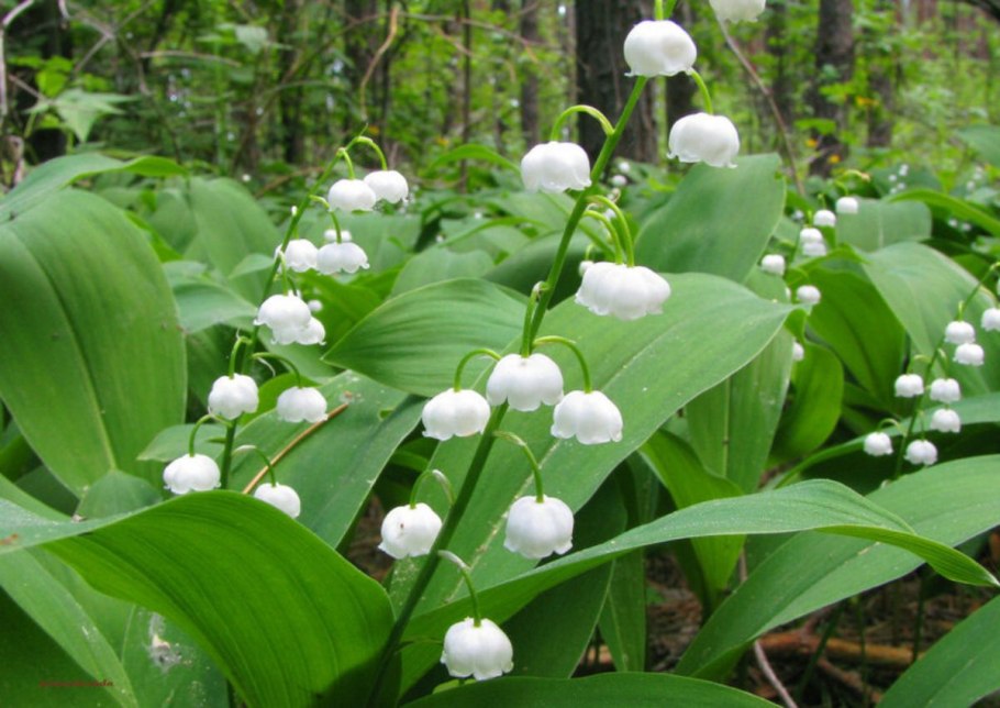 Поляна подснежников