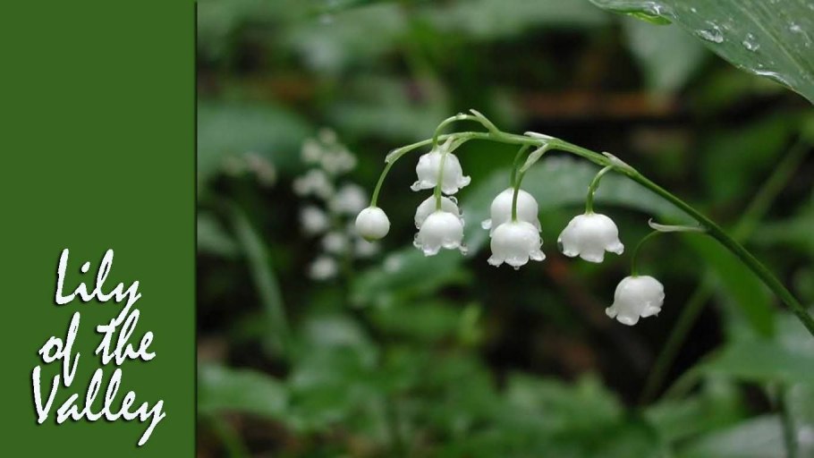 Ландыш горный Convallaria Montana