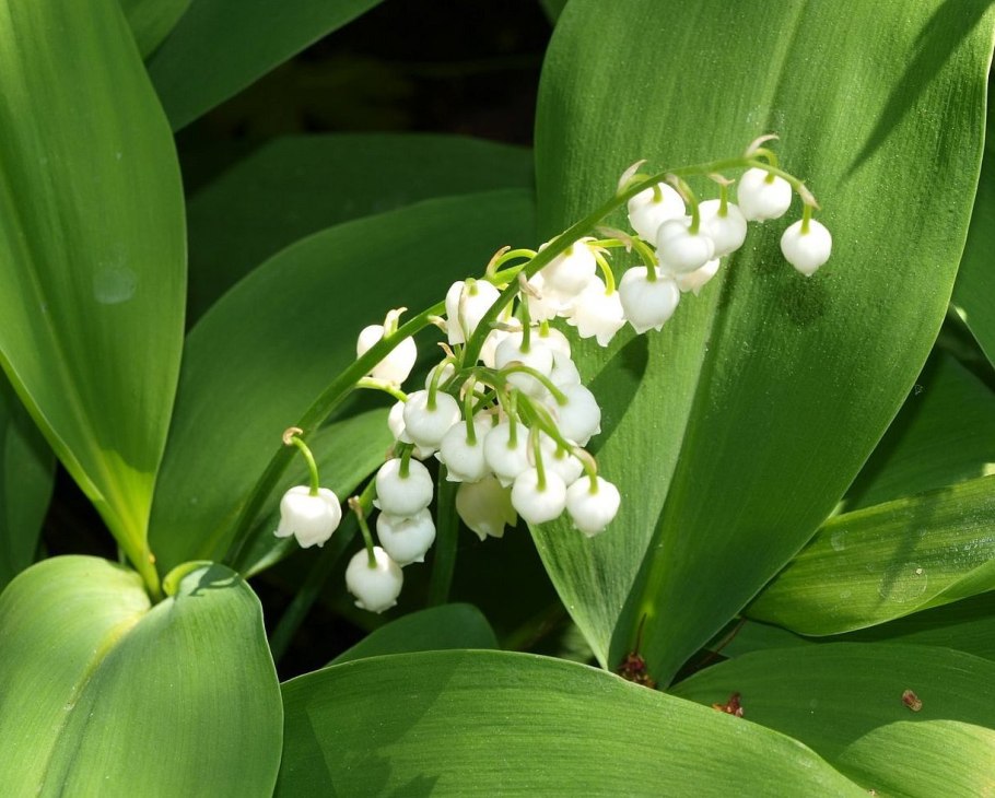 Ландыш Convallaria Majalis flwr Pip