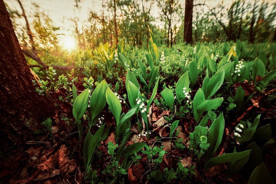 Ландыш цветок Лесной