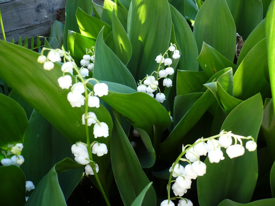 Ландыш Кейске