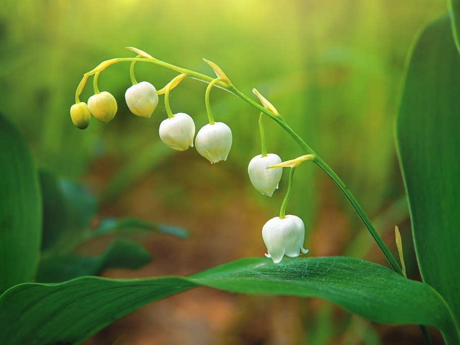 Ландыш Майский