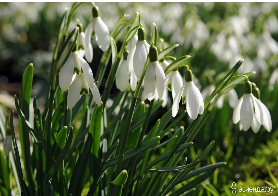 Дикий Ландыш