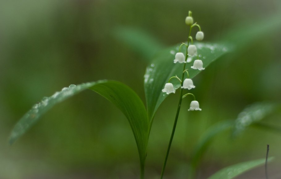 Поляна ландышей