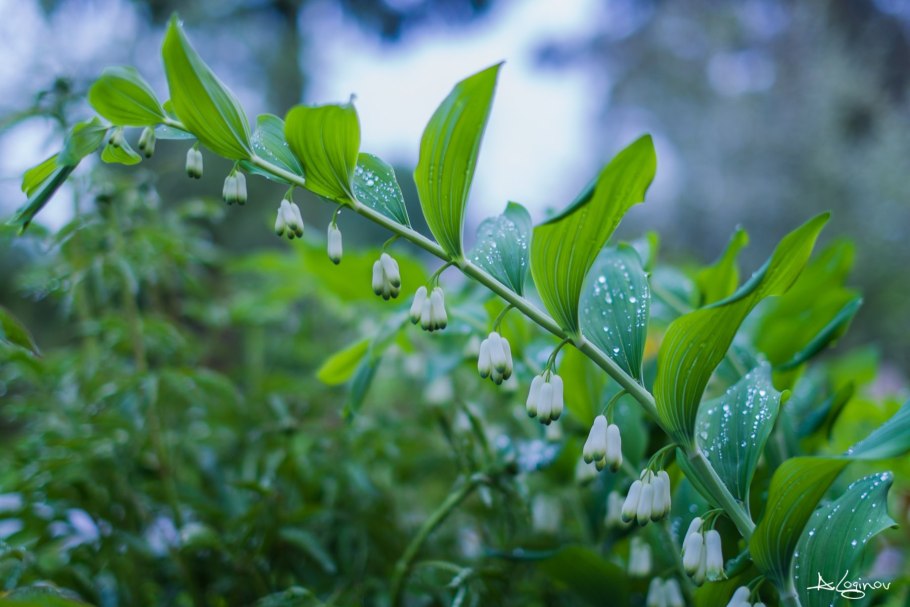 Ландыш Майский поле
