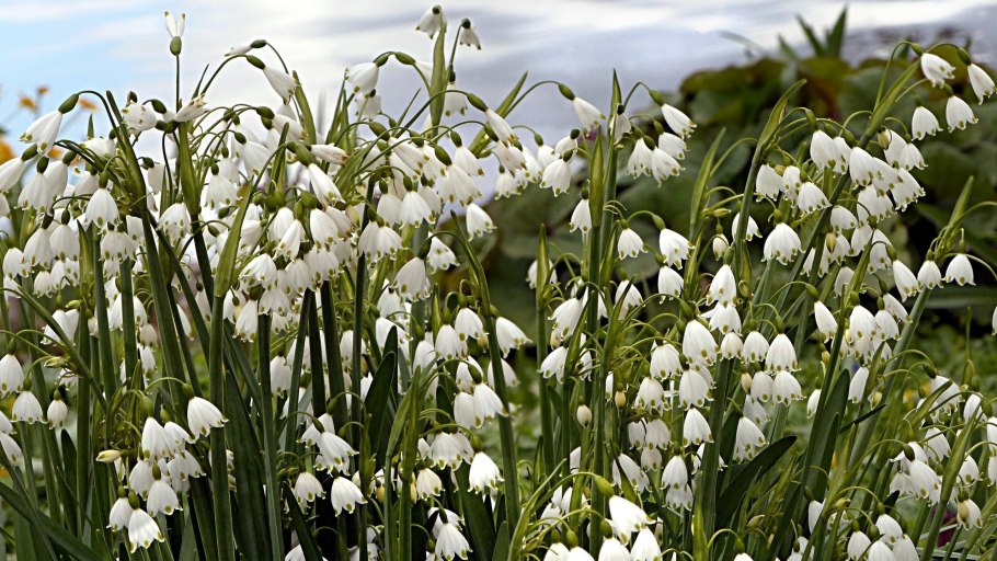 Ландыш Bordeaux
