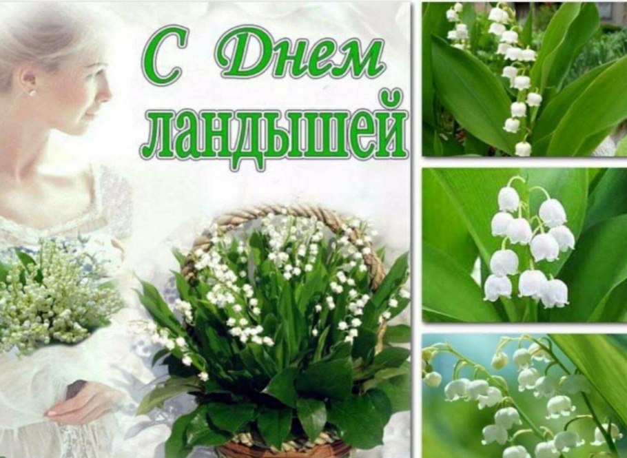 Сосна обыкновенная ‘Alba picta’.