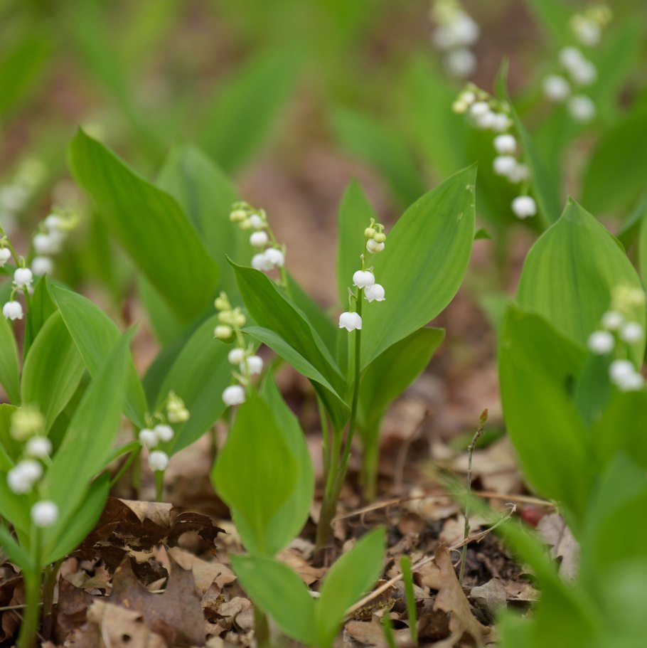 Ландыш Майский бриллиант