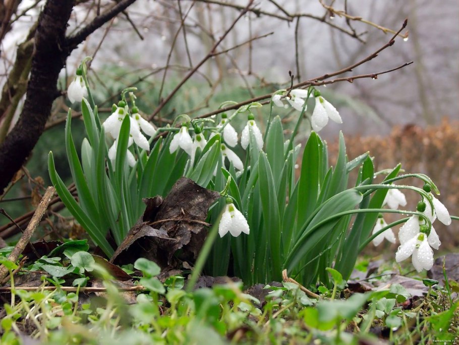 Ландыш Майский в лесу