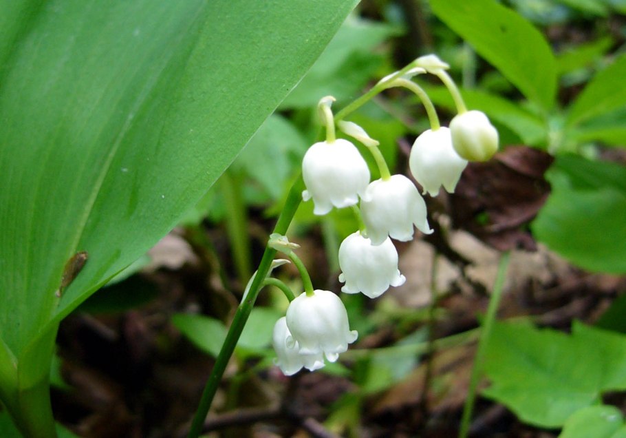 Ландыш Майский Чувашии