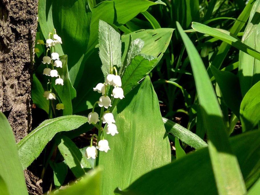 Ландыш Майский
