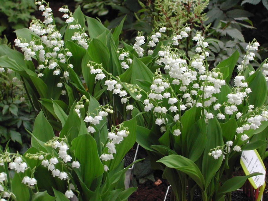 Ландыш горный Convallaria Montana