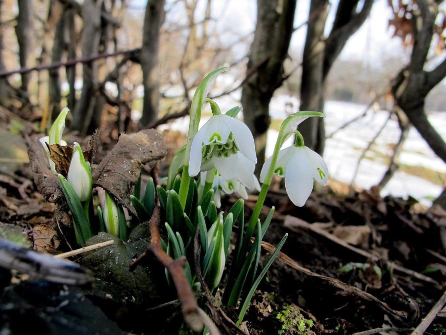 Ландыш Лесной