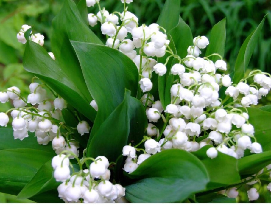 Лесной Ландыш пролеска