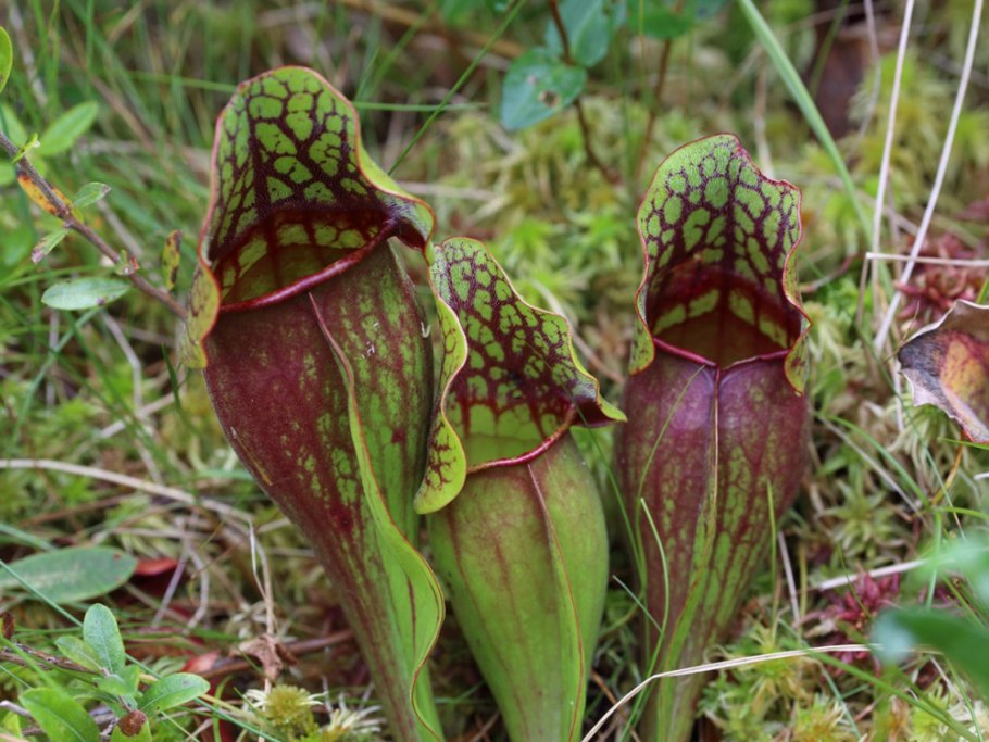 Pitcher Plant