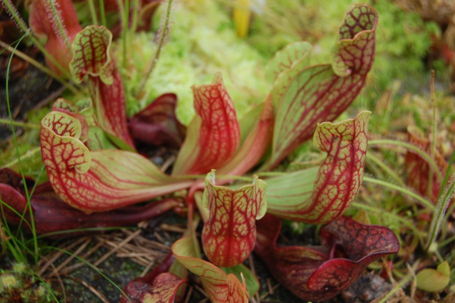Sarracenia purpurea плотоядное растение