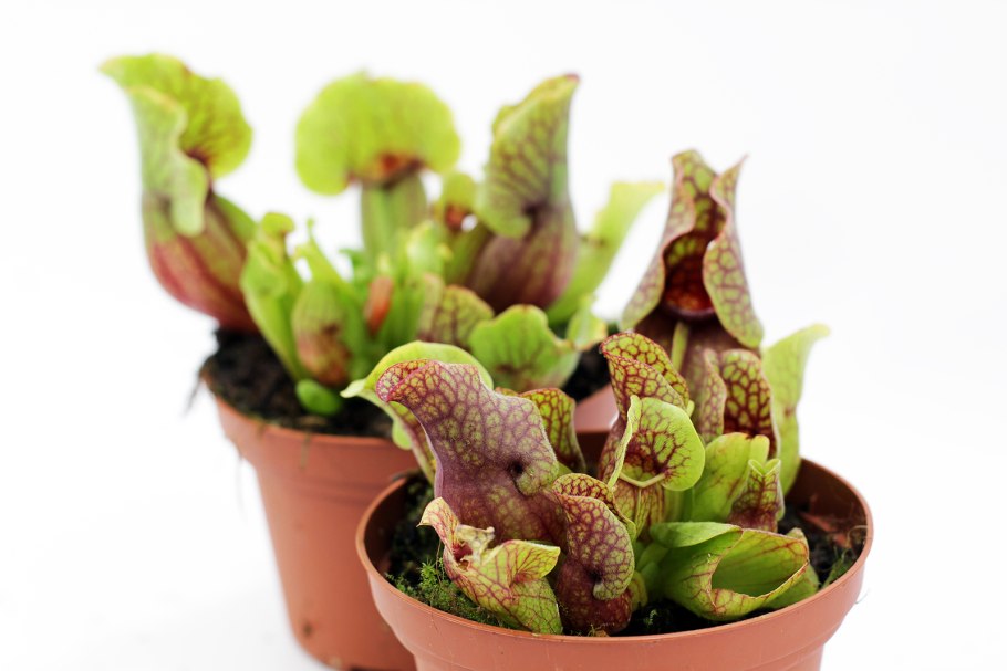 Ботанические сады Насекомоядные