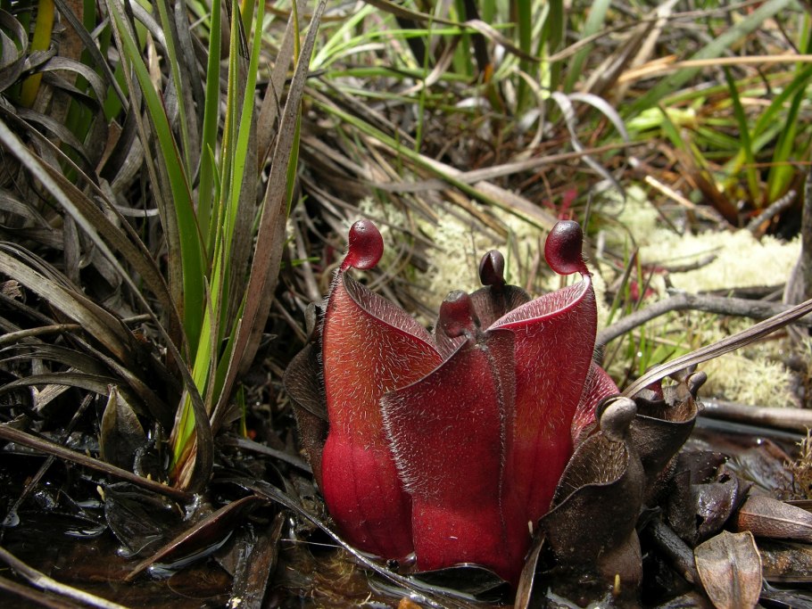 Ловчий аппарат непентеса