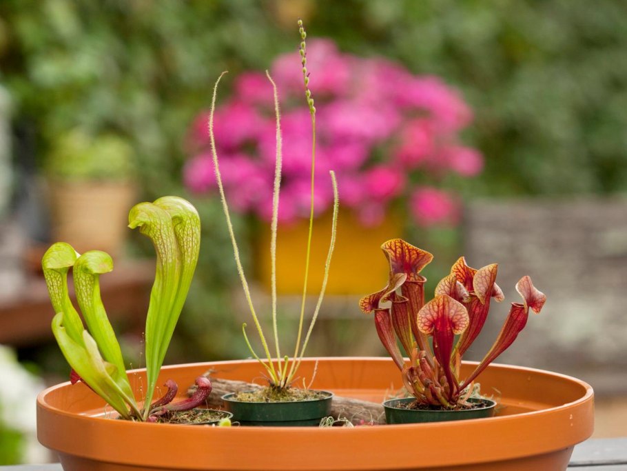 Саррацения в полюдариуме