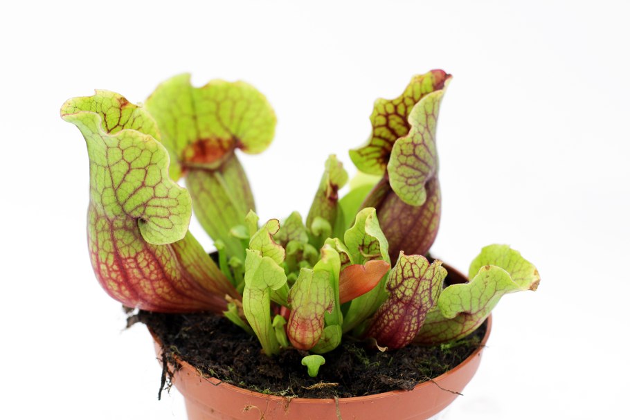 Саррацения гелиамфора лиловая