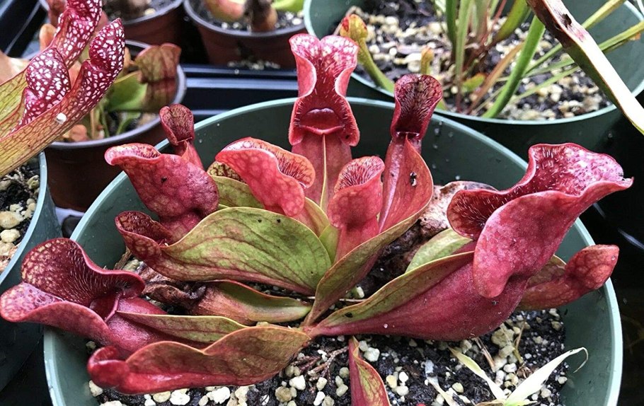 Sarracenia purpurea