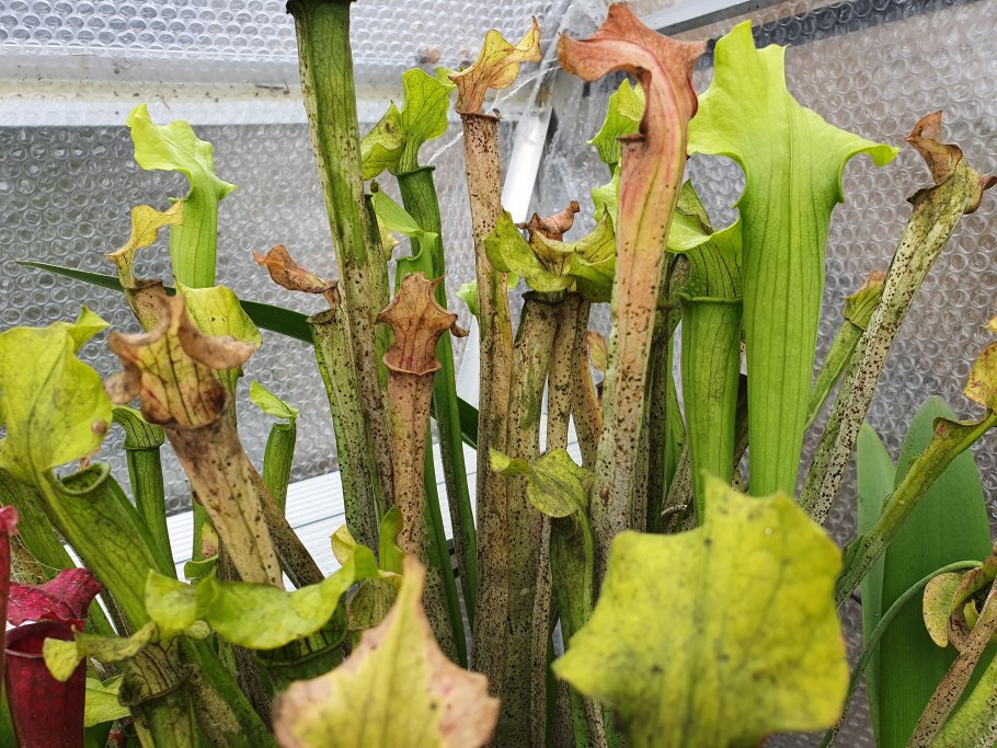 Саррацения Фарнхами