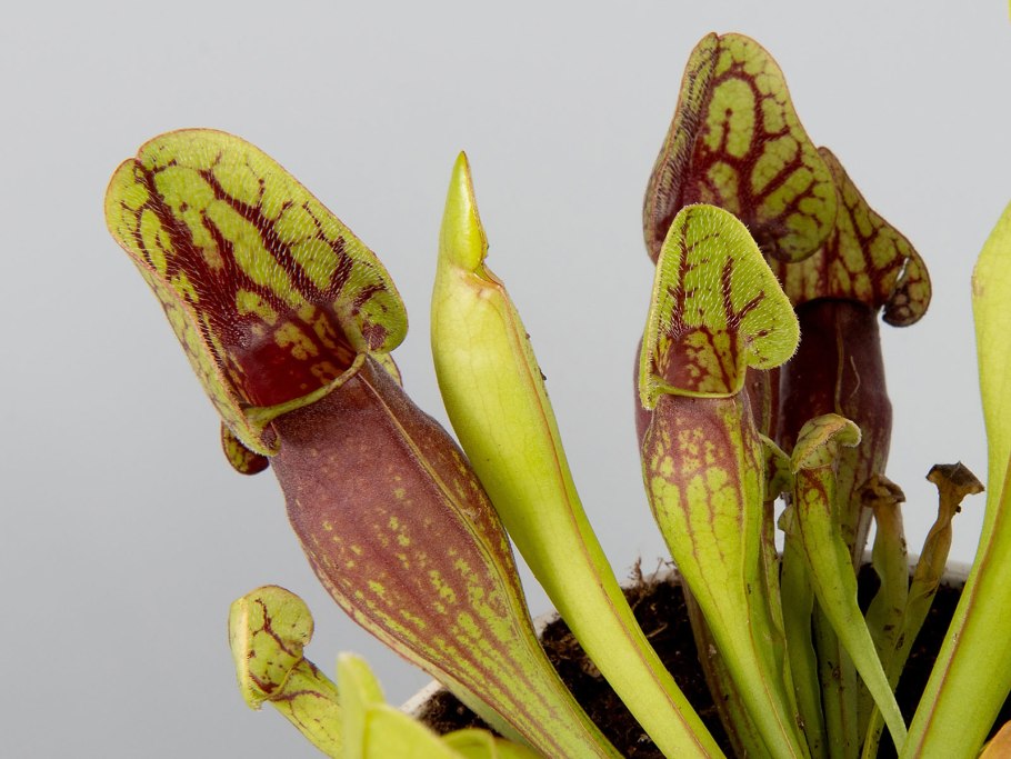 Желудок саррацении фото