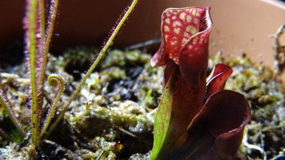 Цветок который в спячке