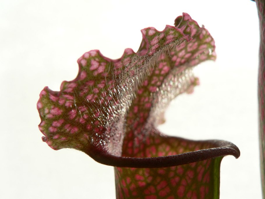 Саррацения Веноза